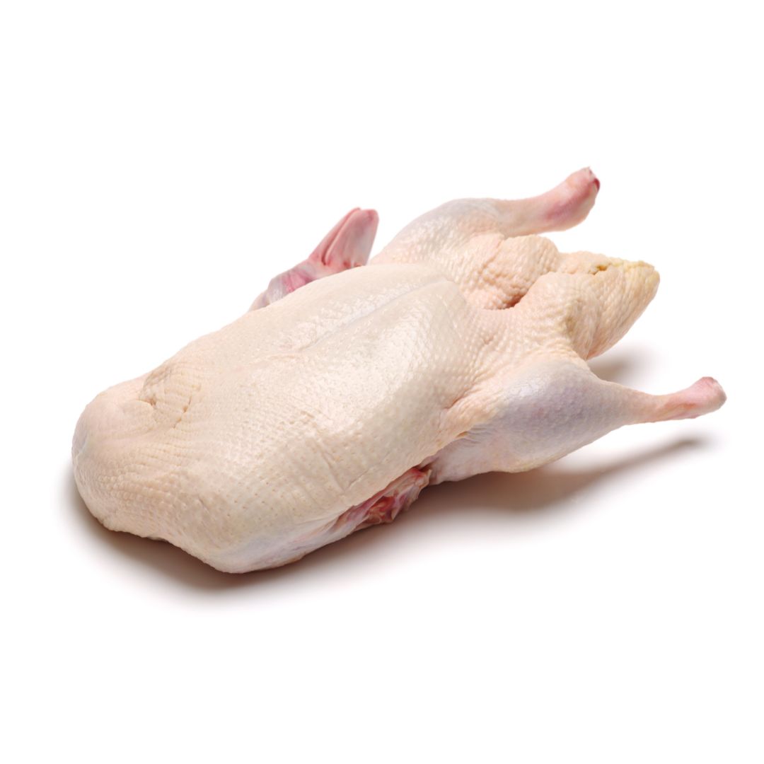 BARBARIE ENTE weiblich