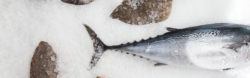 FISCH