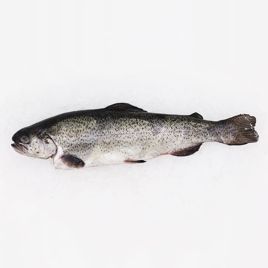 FORELLE GANzER FISCH ONLINE KAUFEN BEI FEINKOST AB RAMPE